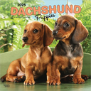 Dachshund Puppies 2025 Square Calendar