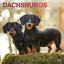 Dachshunds 2025 Square Calendar