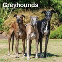 Greyhounds 2025 Square Calendar