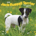 Jack Russell Terrier Puppies 2025 Square Calendar