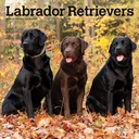 Labrador Retrievers 2025 Square Calendar
