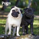 Pugs 2025 Square Calendar