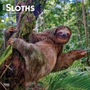 Sloths 2025 Square Calendar