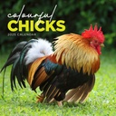 Colourful Chicks 2025 Calendar