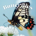 Butterflies 2025 Calendar