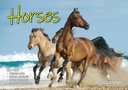 Big Print Horses 2025 Calendar