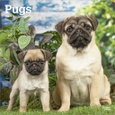 BrownTrout Pugs 2026 Calendar 