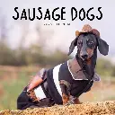Paper Pocket Sausage Dogs 2026 Calendar
