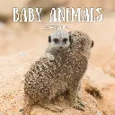 Paper Pocket Baby Animals 2026 Calendar