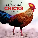 Paper Pocket Colourful Chicks 2026 Calendar