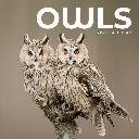 Paper Pocket Owls 2026 Calendar