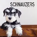 Paper Pocket Schnauzers 2026 Calendar
