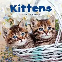 Paper Pocket Kittens 2026 Calendar