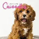Paper Pocket Cavoodle 2026 Calendar