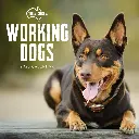 Paper Pocket Our Australia Working Dogs 2026 Calendar