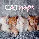 Paper Pocket Cat Naps 2026 Calendar